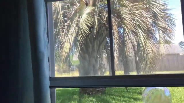 Found a dead lizard ion my window yesterday смотреть онлайн