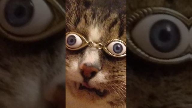 Кря-кря#meme #vivacut #cats смотреть онлайн