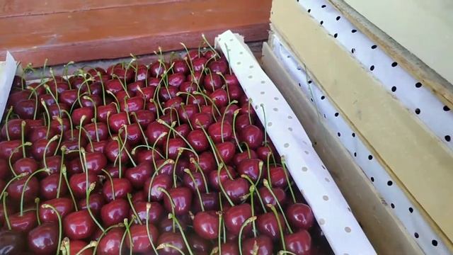 ЧЕРЕШНЯ | SWEET CHERRY 2020