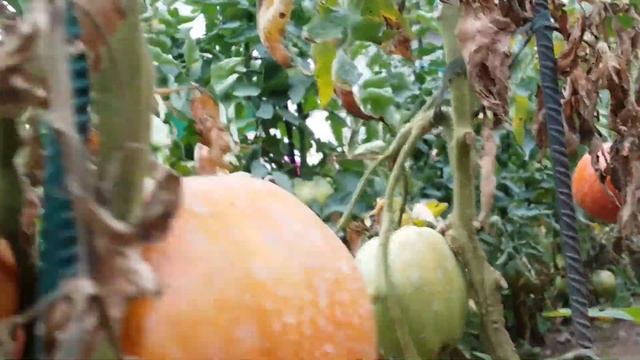 GIANT TOMATO смотреть онлайн
