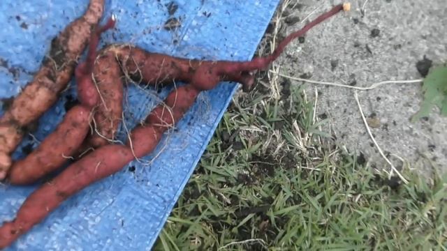 Sweet potato harvest from the Wicking Root Pouch Garden.. смотреть онлайн