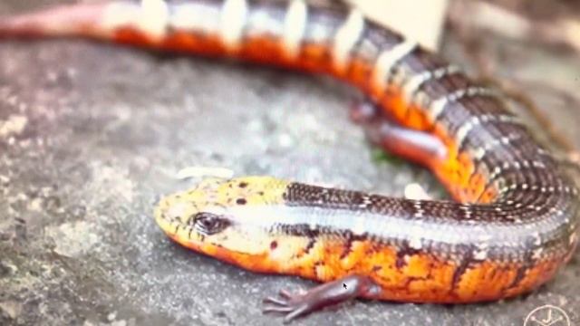 POV: you’re watching YouTube on a PowerPC G4 Mac mini смотреть онлайн