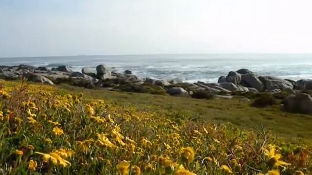 West Cape flowers.wmv смотреть онлайн