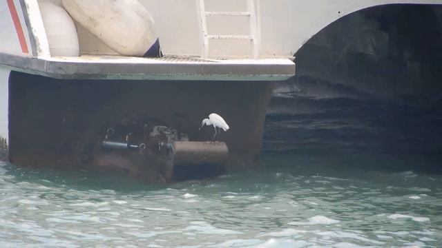 M/V GAO MING 高明 (AUSTAL 40M) KaMeWa 71S II waterjets смотреть онлайн