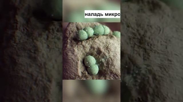 Планета организм #shorts смотреть онлайн