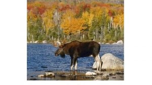 Презентация для детей по Доману. Животные и звуки -