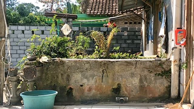 Tutorial Pemasangan Batako Didinding Kolam Biar Semen Gak Jatuh Dikolam