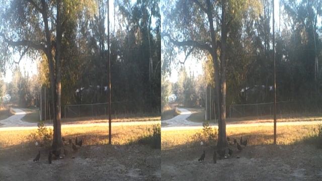 Vultures eating my cat's food смотреть онлайн