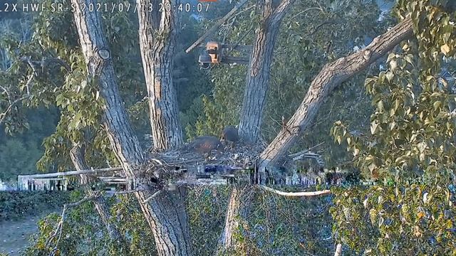 Tiku and Tucca vie for the prey brought in earlier in the day! - Surrey Reserve смотреть онлайн