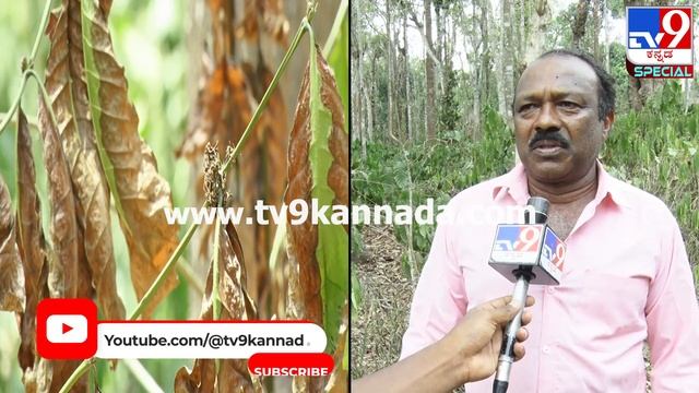 Madikeri Special Story: ಬಿಸಿಲಿನ ತಾಪಕ್ಕೆ ತತ್ತರಿಸಿದ ಕೊಡಗು.. ಕಾಫಿ, ಕಾಳುಮೆಣಸು ಬೆಳೆಗಳಿಗೆ ಸಂಕಷ್ಟ| #TV9D смотреть онлайн