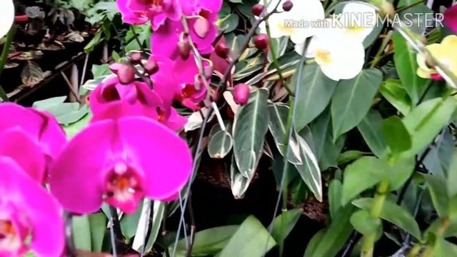 Wisata berbagai macam bunga... смотреть онлайн