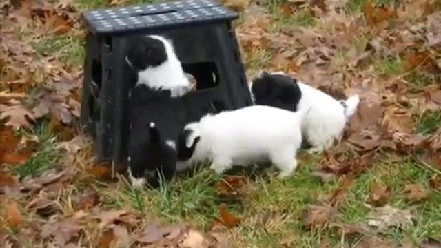Puppy #2 From Jac’s 11-04-19 Jackiepoo Litter—StarView JackaPoos смотреть онлайн