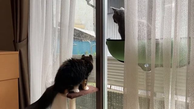 Cats look at the rain from the window. #russianblue #americancurl смотреть онлайн