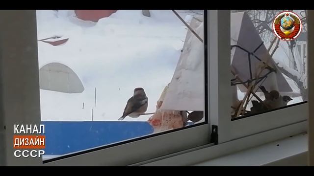 В гости на кормушку прилетел "Дубонос", а я заснял смотреть онлайн