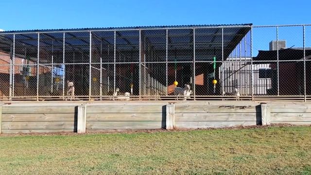 Apple Tree Pet Resort - Dog Kennel and Cattery смотреть онлайн