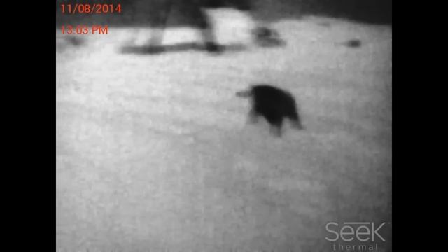 Seek Thermal Camera смотреть онлайн