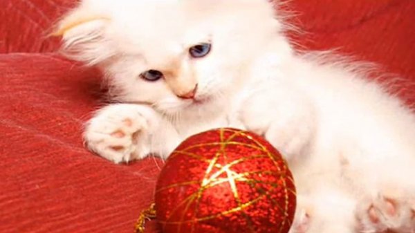 English Reading, Reddy's Funny Stories/An apple Ball