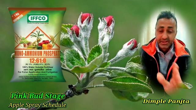 Half- Inch Green Tip और Pink Bud Stage पर 2 Spray से होगी||सेब की बंपर Fruit Setting|| смотреть онлайн
