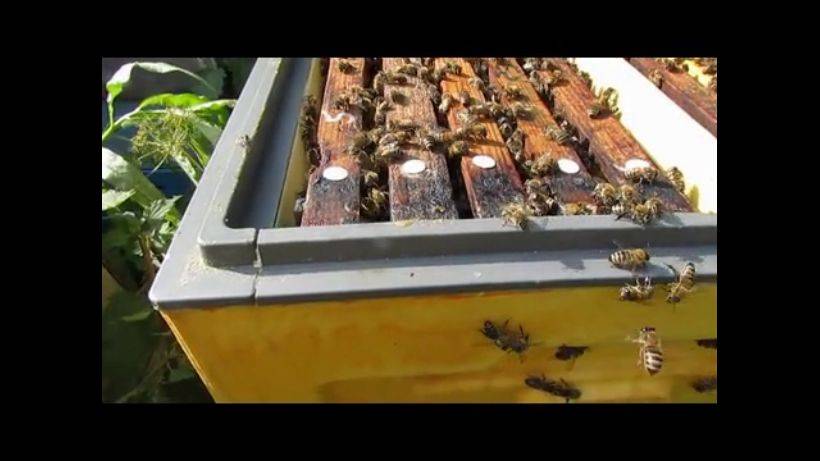 пчеловодство на ячейке 4,9 мм - часть 11, расширяю гнездо 26.07.2023 смотреть онлайн