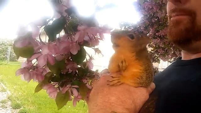 Gurgy enjoying spring crab apple tree flowers смотреть онлайн