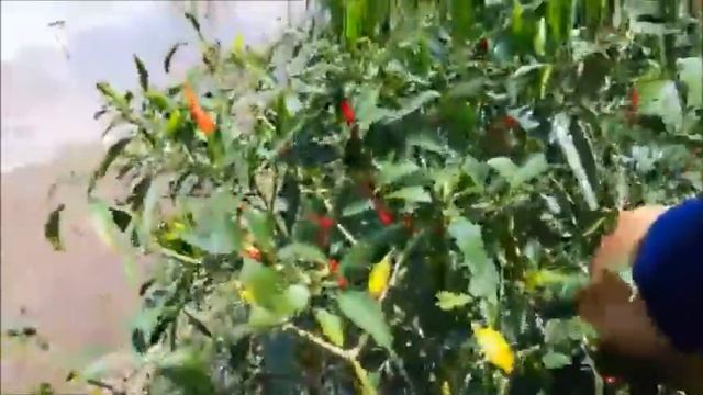 เก็บพริกสดๆๆ จากต้น Keep chili from scratch смотреть онлайн