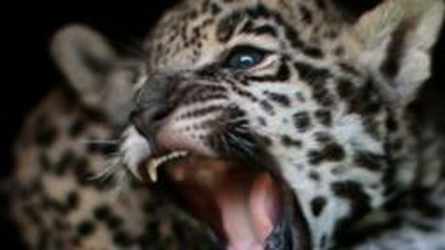 Elle Tente Un Selfie Avec Un Jaguar Et Manque De Perdre Une Main