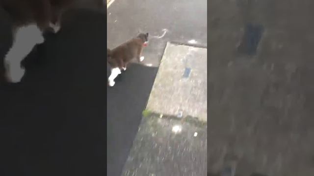 Jack the cat on a walk with Macs the dog смотреть онлайн