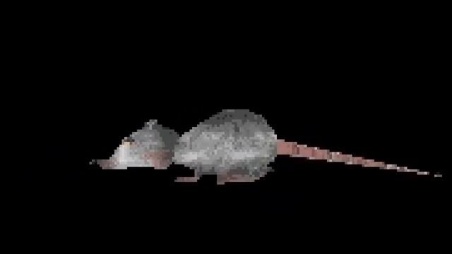 3 Key Facts About the Rat from 3D Movie Maker смотреть онлайн