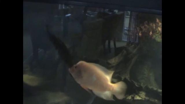 Nandopsis Managuense VS Cichlasoma Citrinellum, Jaguar en Citroencichlide смотреть онлайн