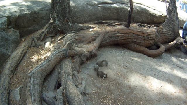 Funny Squirrel Close up #06 - at Vernal Fall, Yosemite Valley - GoPro Hero2 Full HD смотреть онлайн