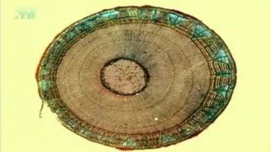 Стебель. Рост стебля в толщину