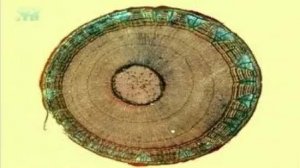 Стебель. Рост стебля в толщину