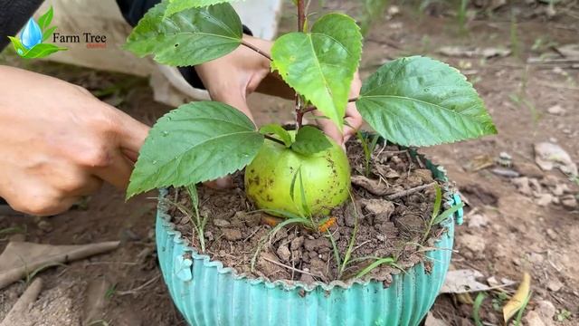 How to grow apple with orange fruit using aloe vera to make a lot of fruits смотреть онлайн