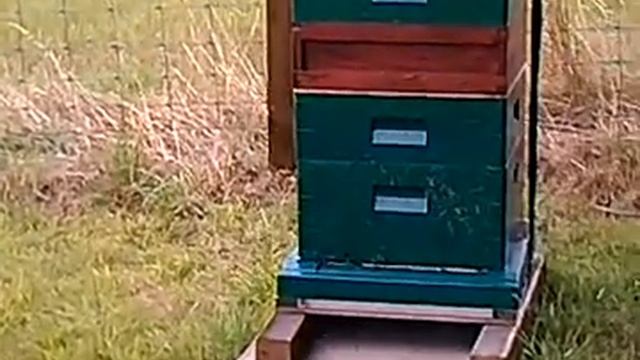 Beehive on 8th August 2014 смотреть онлайн