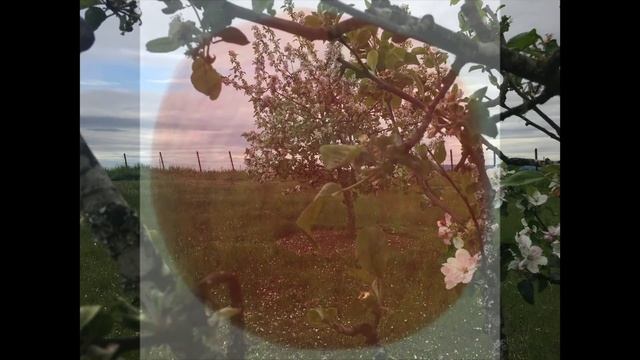 Fairsing VIneyard Orchard and Heirloom Apples смотреть онлайн