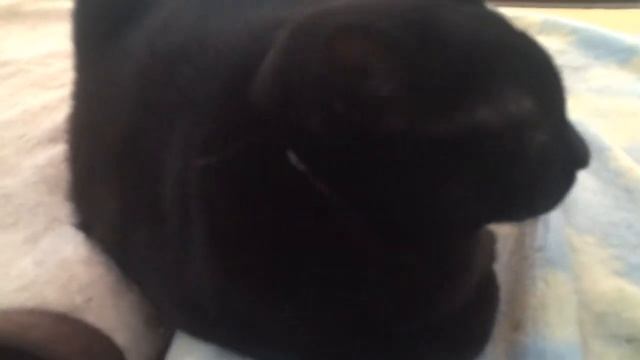 Test my cat movie смотреть онлайн