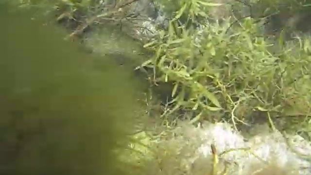 2008.09_линок.mp4