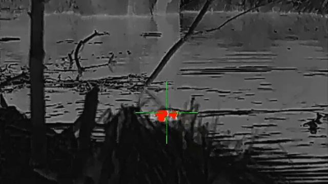 Охота на бобра