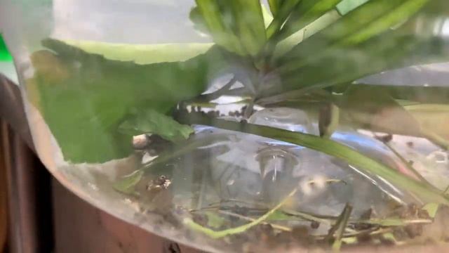 Metamorphosis смотреть онлайн