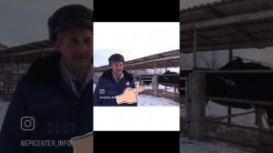 #озвучка #озвучкавидео #животные #озвучкаживотных #пахандома #ферма #фермер #корова #молоко #бык