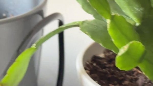 RainPoint Solar Irrigation System - Perfect For Houseplants