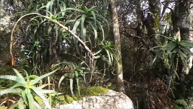 Rainforest at Gods Window смотреть онлайн