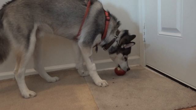 Neptune eating his Apple!! смотреть онлайн