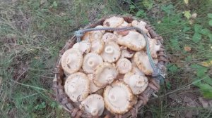 Море груздей! Столько грибов я ещё не видел!