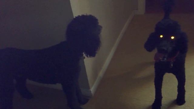 Silly MarMars and Now Noah Alien Poodles смотреть онлайн