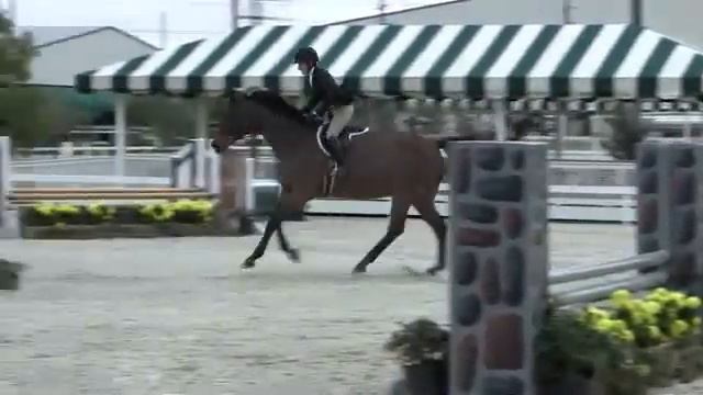 Video of GENTLE BEN ridden by MACALAH THOMAS from ShowNet! смотреть онлайн