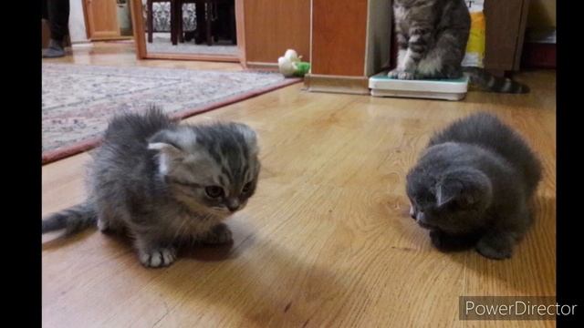 Маленькая Тесла 2018,2019,2020