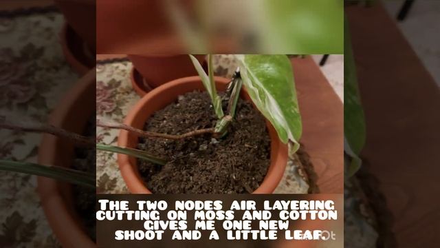 Update on my propagated Monstera Albo. смотреть онлайн