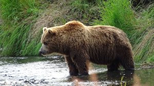 Огромный медведь ловит рыбу.