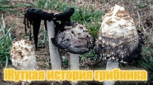 Невероятная история грибника